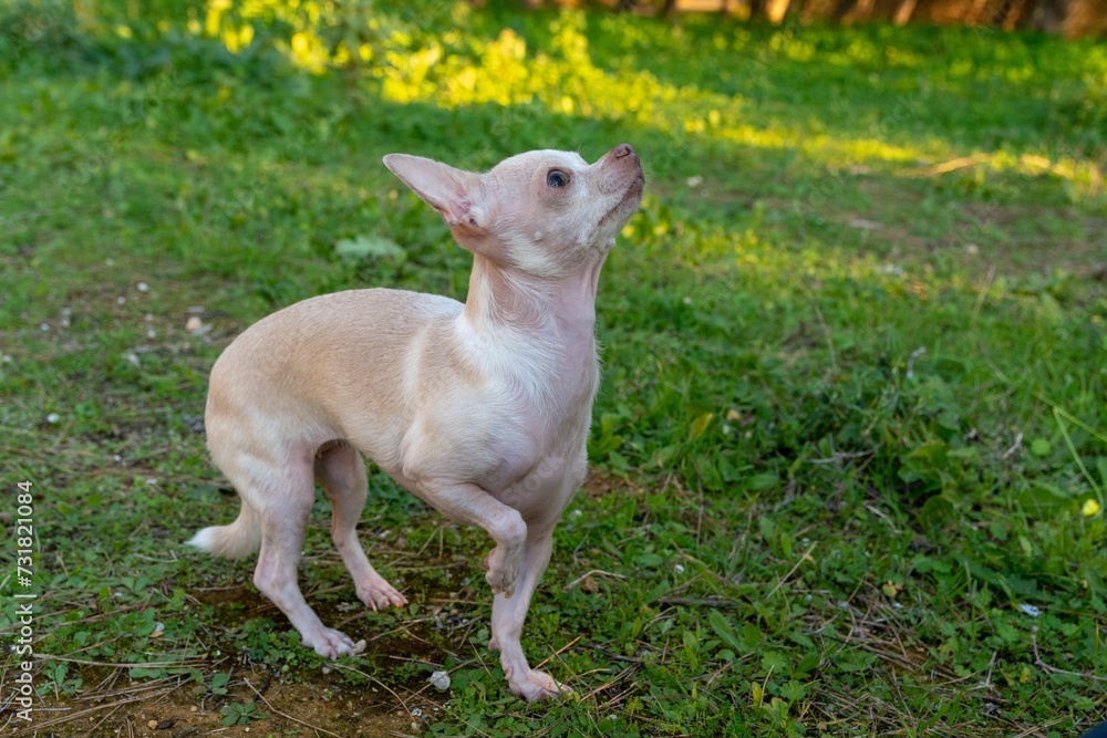 Fototapeta premium Chihuahua playing in the park