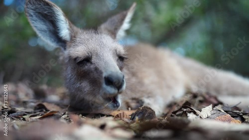 Beautiful pademelon and wallaby in the Australian bush, in the blue mountains, nsw. Australian wildlife in a national park in Australia photo