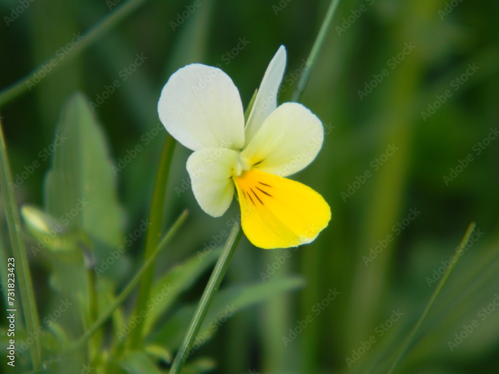 White and yellow flower close-up, Viola tricolor on a green background White and yellow flower close-up, Viola tricolor on a green background