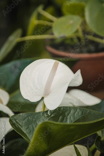 Closeup image of a delicate, white Areca flower in full bloom photo