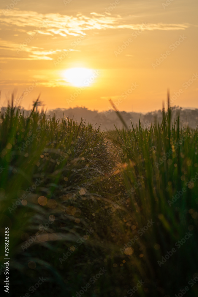 Sunrise in the field
