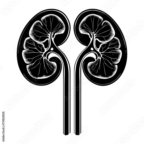 Silhouette for internal organs of kidney black color only