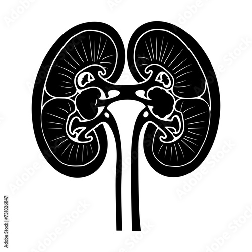 Silhouette for internal organs of kidney black color only