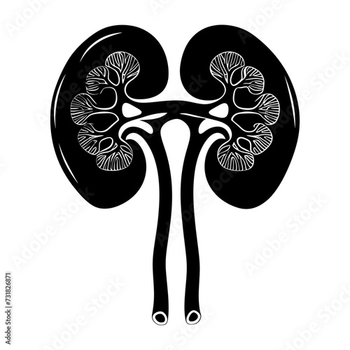 Silhouette for internal organs of kidney black color only