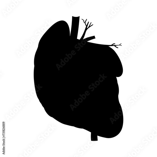 Silhouette for internal organs of liver black color only