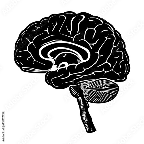 Silhouette for internal organs of the brain black color only