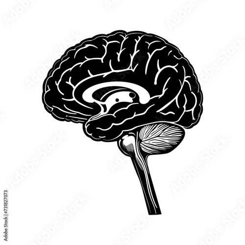 Silhouette for internal organs of the brain black color only