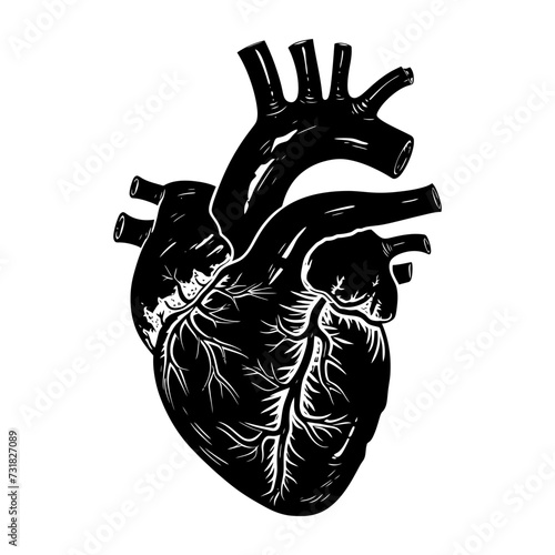 Silhouette for internal organs of the heart black color only