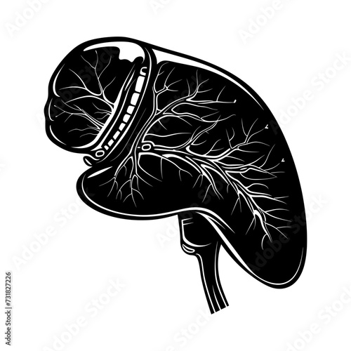 Silhouette for internal organs of the liver black color only