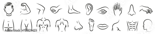 Male body parts. Isolated thin line symbols. Anatomy. Health care. photo