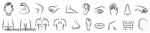 Male body parts. Isolated thin line symbols. Anatomy. Health care.