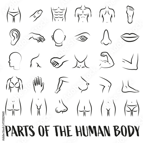 Anatomy. Human body parts set of linear icons. Health care Symbols of isolines of thin lines.