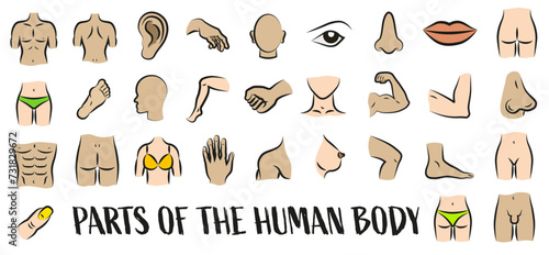 Colored human body parts with a black outline. Symbols of isolines of thin lines. Anatomy. Health care.