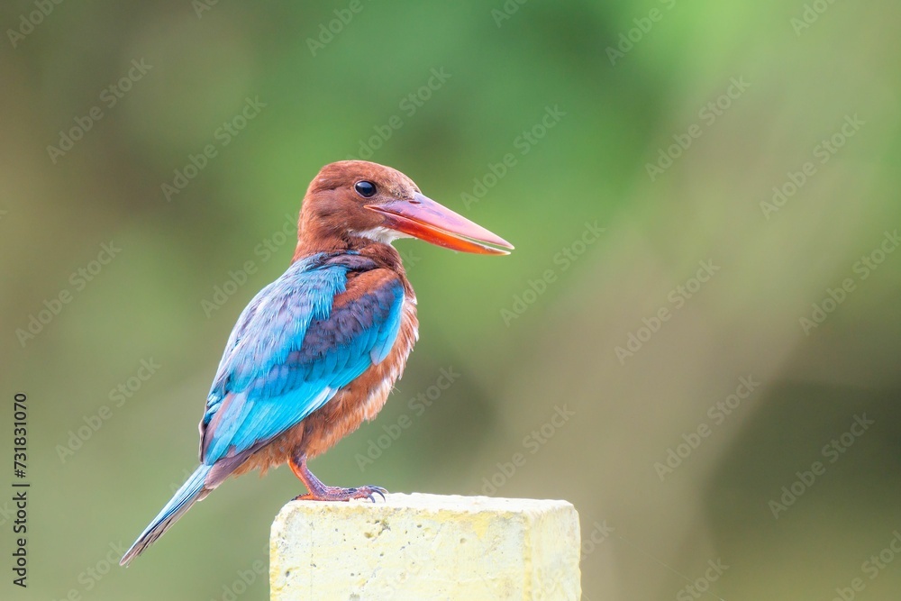 Obraz premium Vibrant image of a kingfisher bird