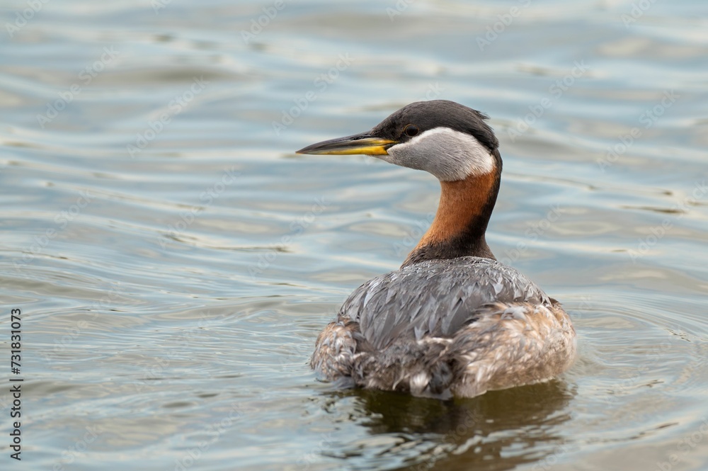 the Red-necked Grebe is swimming in the pond with the water below him the Red-necked Grebe is swimming in the pond with the water below him