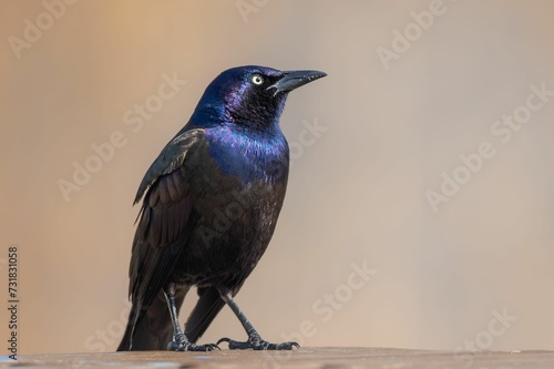 Common grackle (Quiscalus quiscula) perched on a gray concrete wall photo