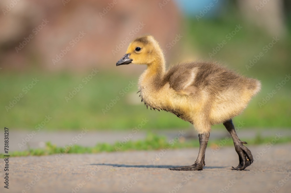 Closeup of a little duck walking in a lush green with a blurry background Closeup of a little duck walking in a lush green with a blurry background