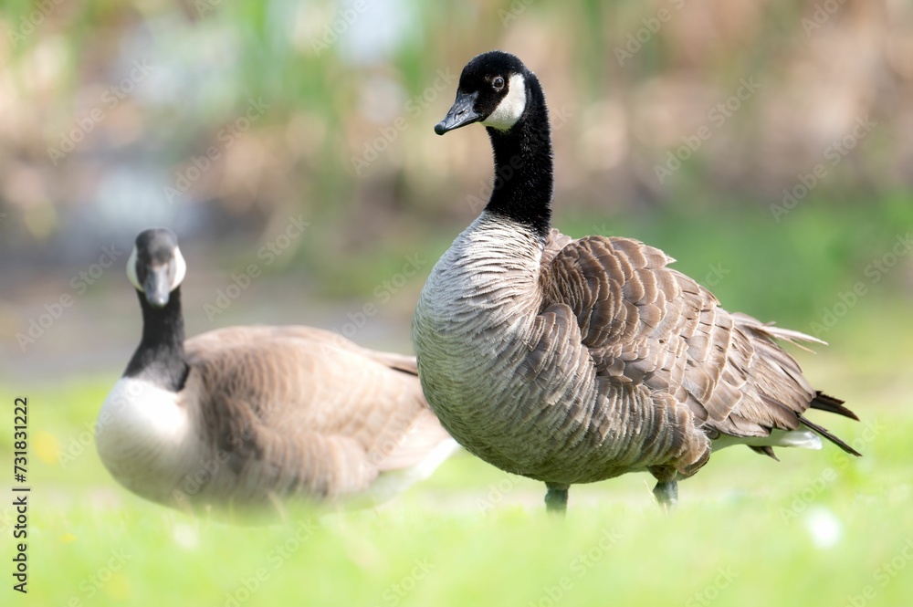 Canadian geese standing on lush green grass Canadian geese standing on lush green grass