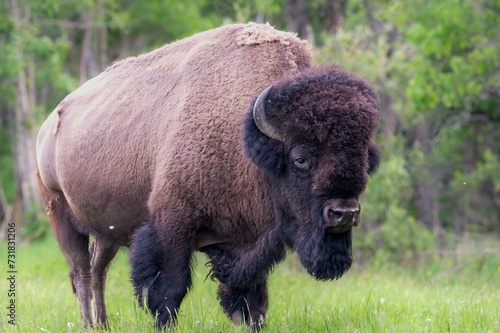 the buffalo looks toward the photographer while standing in a grassy field