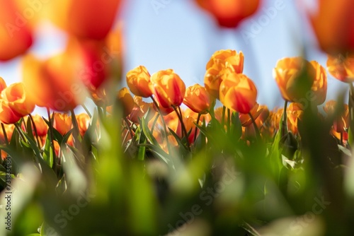 Принти на полотні Blurry and Focused Orange Tulips
