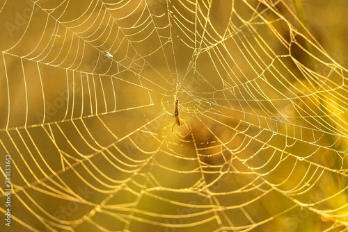 Pristine spider web, illuminated by the morning sun, and a spider hanging in the center photo