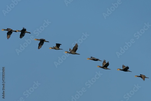 Group of birds soaring in the sky, wings outstretched, in a graceful V formation