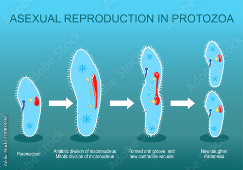 Asexual reproduction. Paramecia division. photo