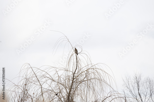 Foto Alcedo atthis, bird, Common kingfisher