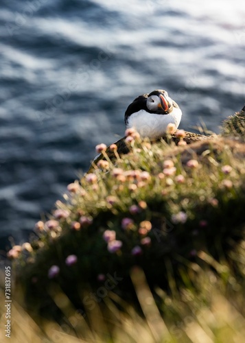 A vertical shot of the Iceland puffin latrabjarg