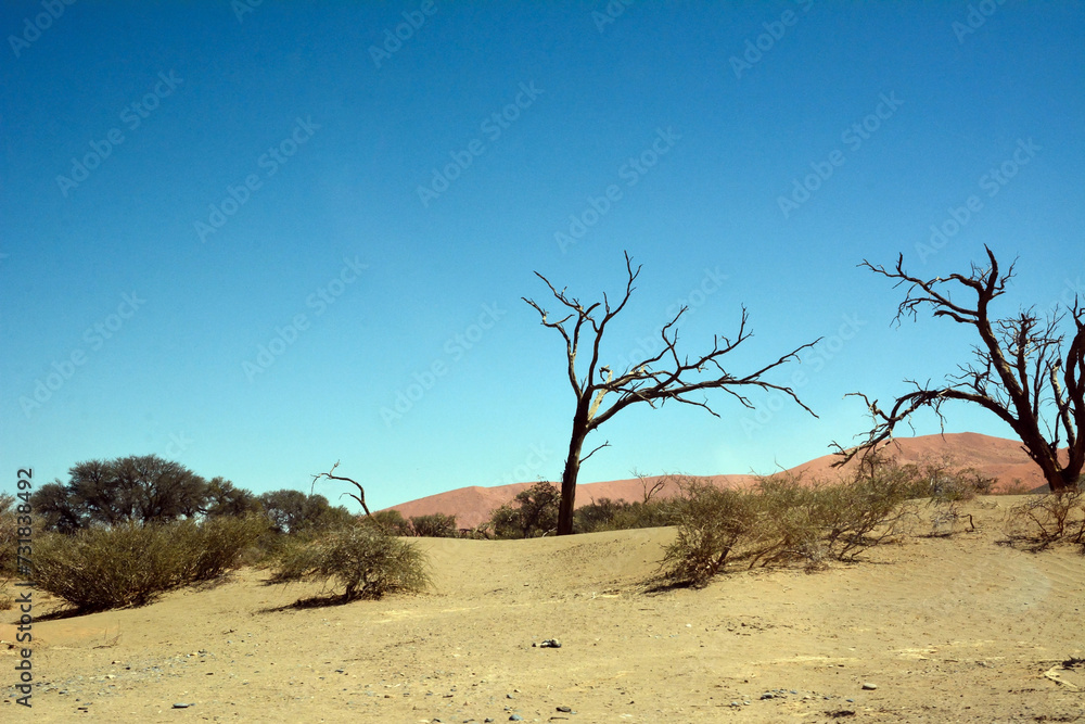 Dry trees and bushes against a background of blue sky in a desert landscape with distant rocky mountains