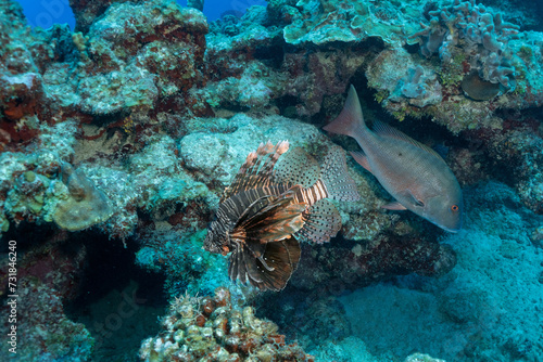 Grand Cayman Scuba Diving Photos © Richard