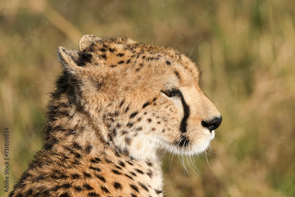 portrait picture of a cheetah in Maasai Mara NP portrait picture of a cheetah in Maasai Mara NP