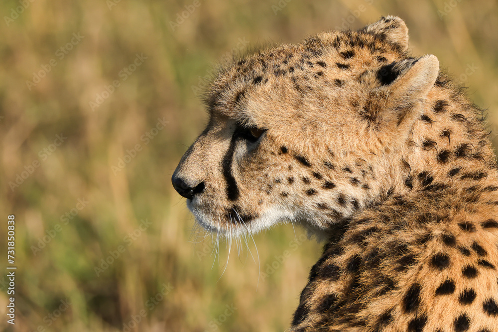 portrait picture of a cheetah in Maasai Mara NP portrait picture of a cheetah in Maasai Mara NP