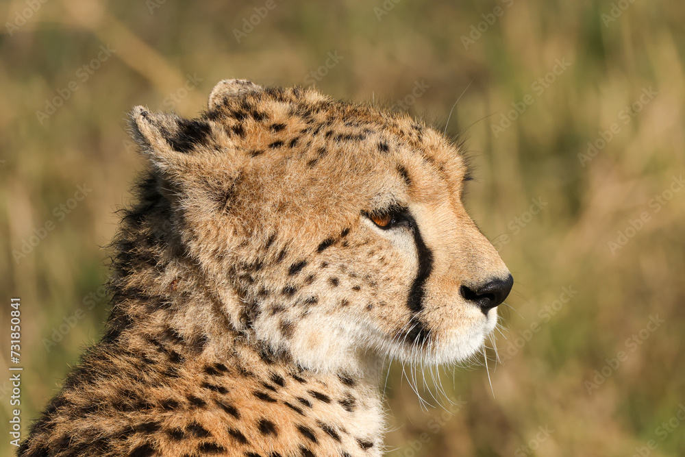 portrait picture of a cheetah in Maasai Mara NP portrait picture of a cheetah in Maasai Mara NP
