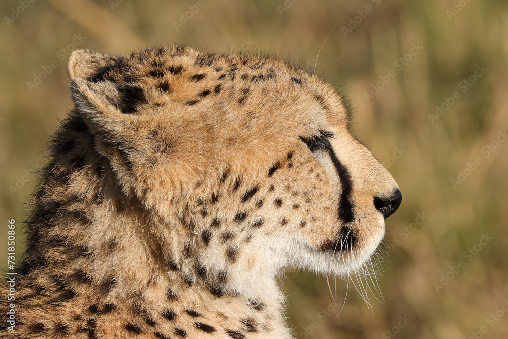 portrait picture of a cheetah in Maasai Mara NP portrait picture of a cheetah in Maasai Mara NP