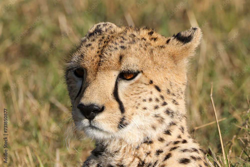 portrait picture of a cheetah in Maasai Mara NP portrait picture of a cheetah in Maasai Mara NP