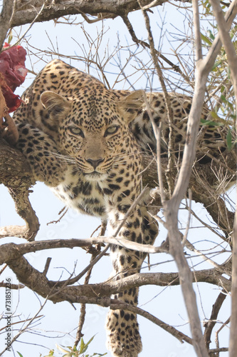 leopard with its prey on a tree in Maasai Mara NP
