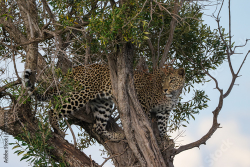 a leopard on a tree looking for prey
