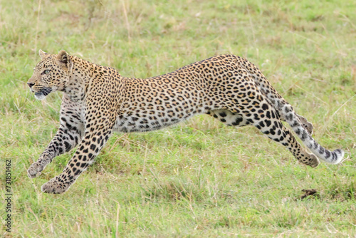 running leopard on hunt in Maasai Mara NP