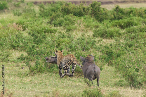 Fototapeta Naklejka Na Ścianę i Meble -  leopard with a baby warthog in its snout runs away from the warthog mother