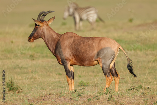 topi antelope in Maasai Mara NP © Marcel