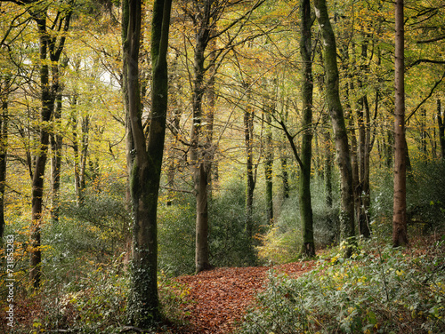 Idless woods in autumn colours bright yellow near truro cornwall uk  © pbnash1964