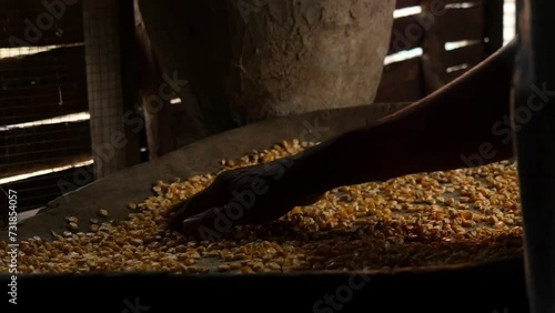 Hands of older Latino adult moving corn kernels in a rustic handmade wooden tray on wooden table inside a hut