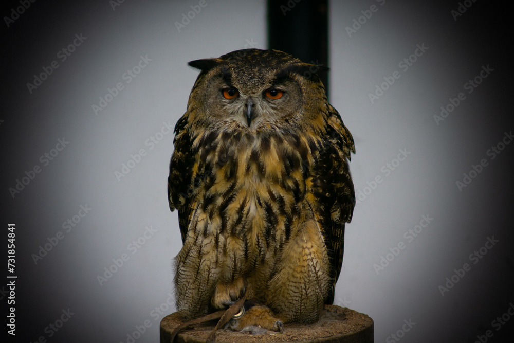 Fototapeta premium Eule