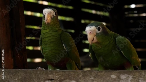 Domesticated parrots in the window of a wooden house in a rural area photo