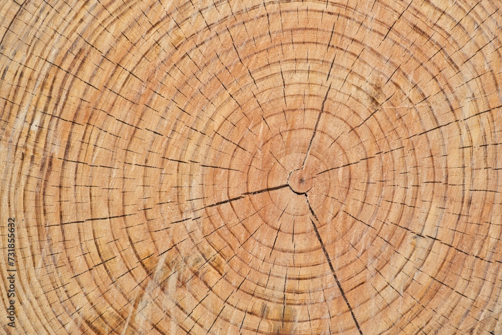 Fototapeta premium Tree rings cross section of a Bald Cypress (Taxodium distichum). Closeup detailed abstract background image.