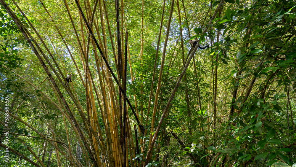 bamboo grove overrun by capuchin monkeys bamboo grove overrun by capuchin monkeys