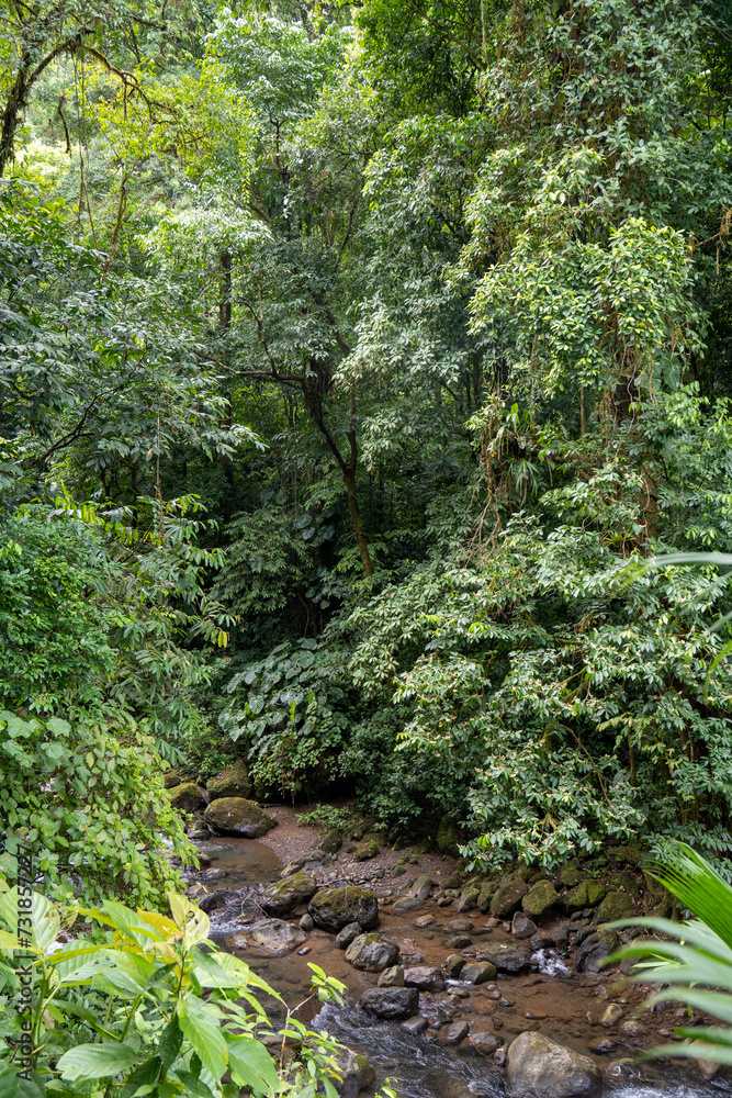 Fototapeta premium path in the forest