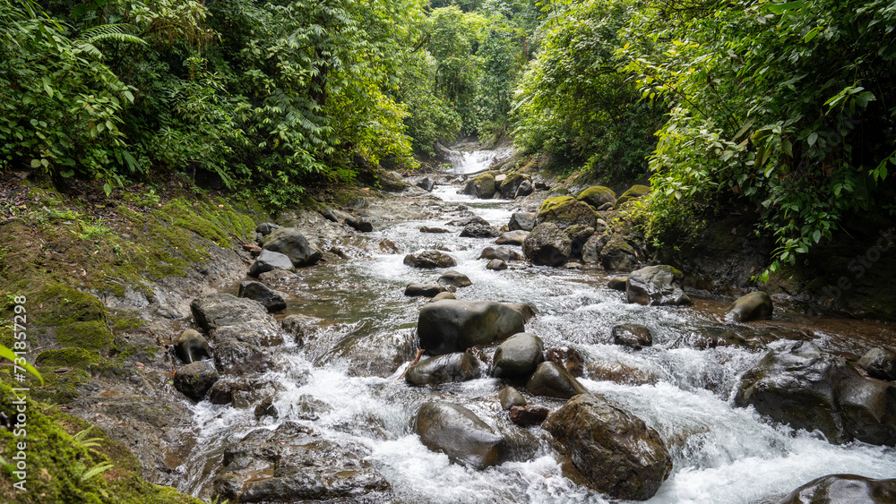river in the forest river in the forest