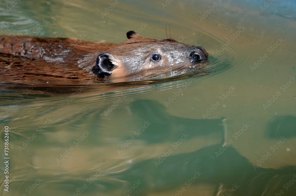Fototapeta premium ビーバー